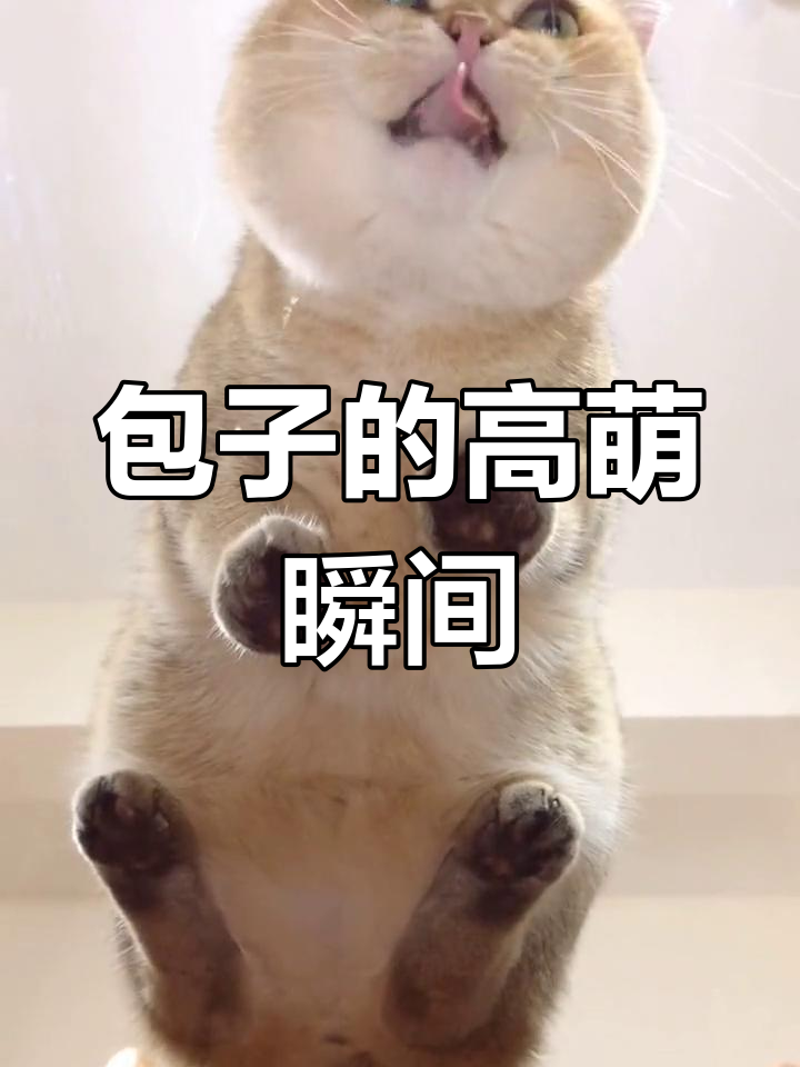 金渐层包子萌态百出,超可爱日常大公开