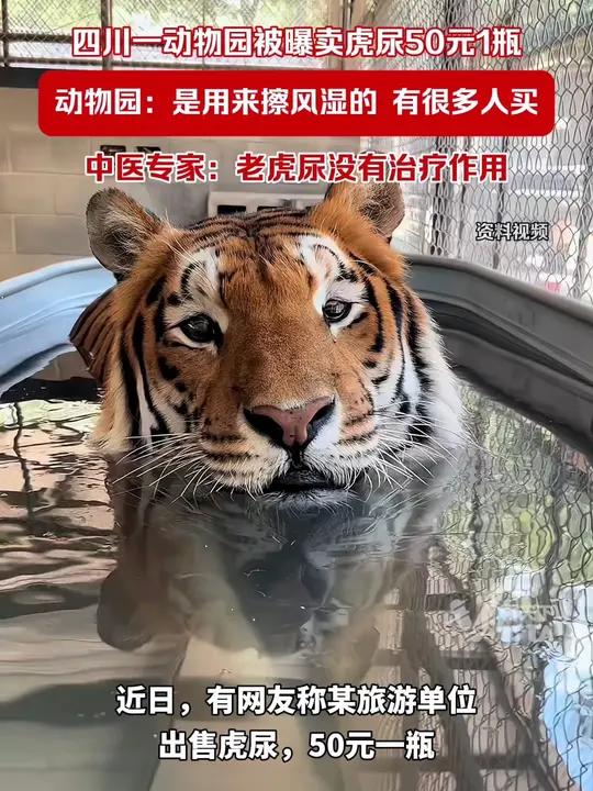四川一动物园被曝卖虎尿50元1瓶,动物园:是用来擦风湿的,有很多人买。中医专家:老虎尿没有