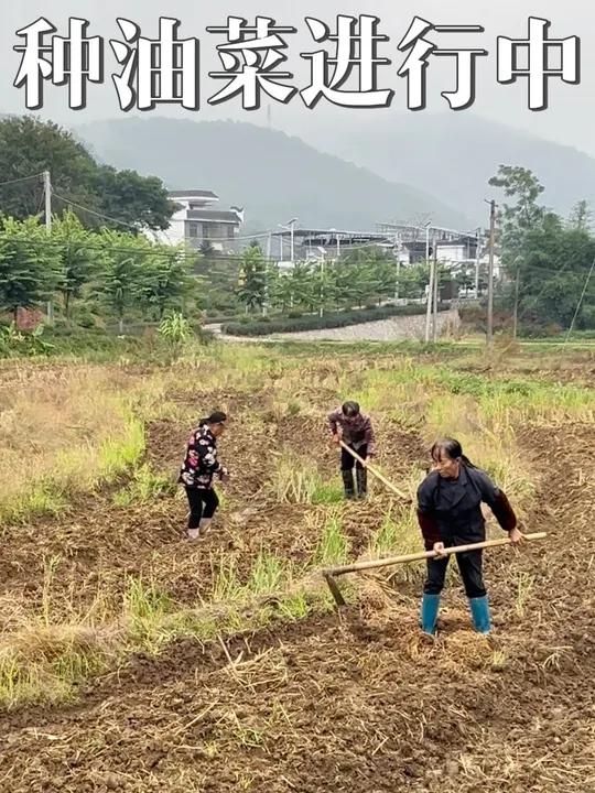 冬种油菜 期待紫色油菜花