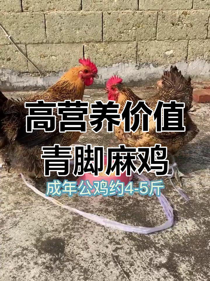 青脚麻鸡,生长快、肉质鲜美