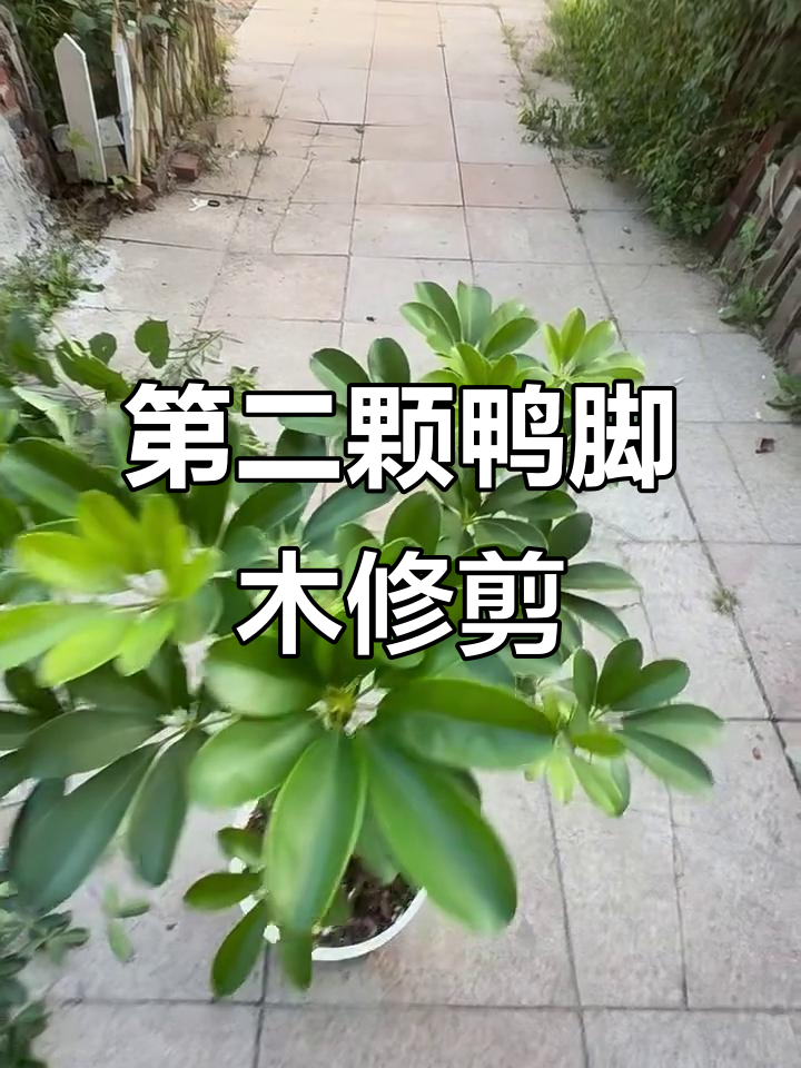 鸭脚木修剪技巧大揭秘,打造层次感和古板造型