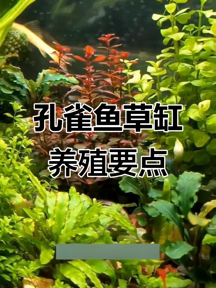 草缸饲养孔雀鱼注意事项,避免死亡的关键技巧