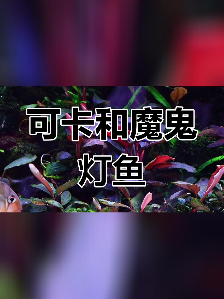 经典灯鱼:可卡与魔鬼的奇妙世界