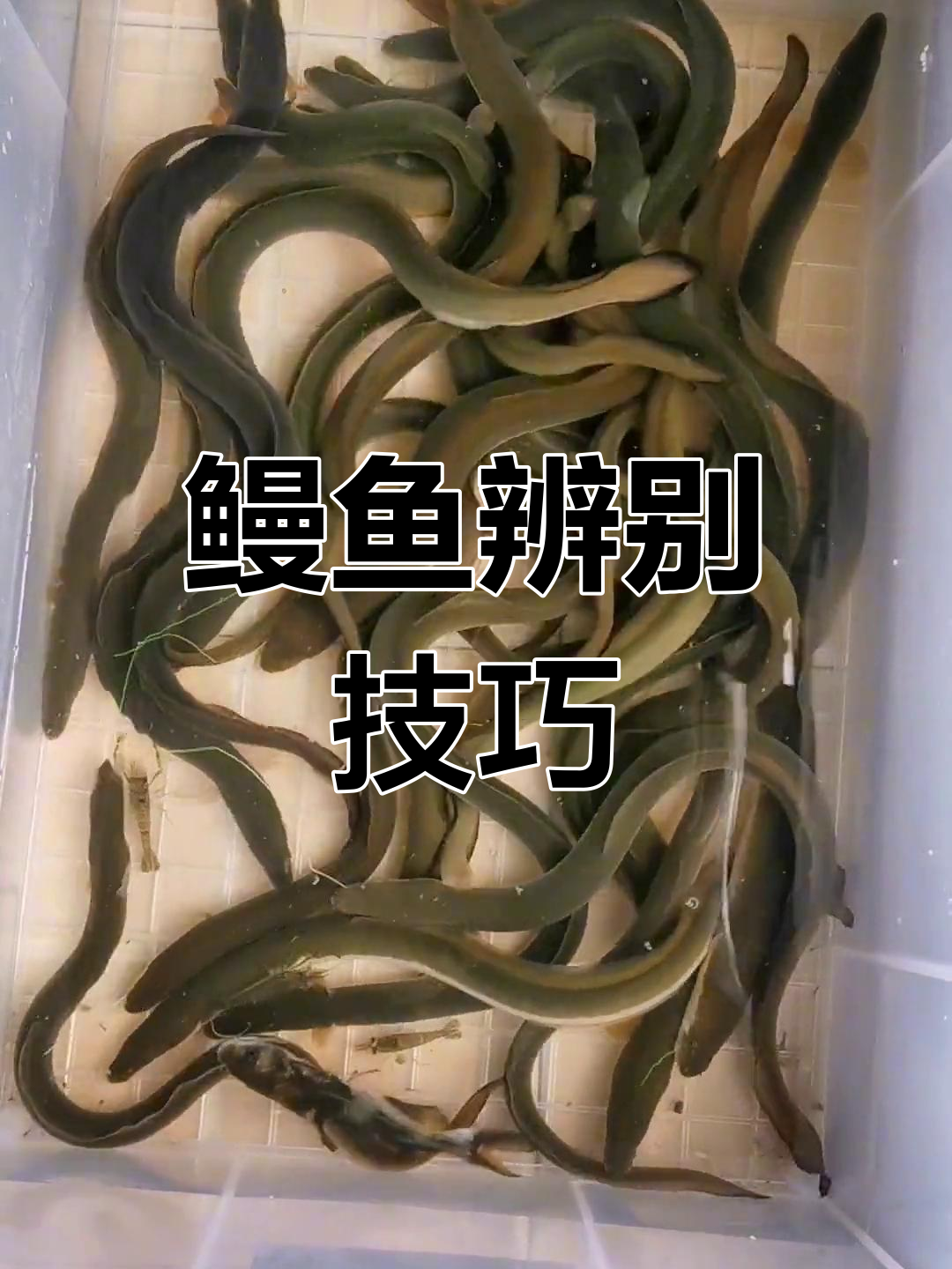 野生鳗鱼反应敏捷,养殖的则显得迟钝,挑选时注意区分
