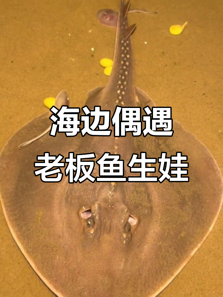 刚到海边就目睹老板鱼产卵,小宝宝们争相出生