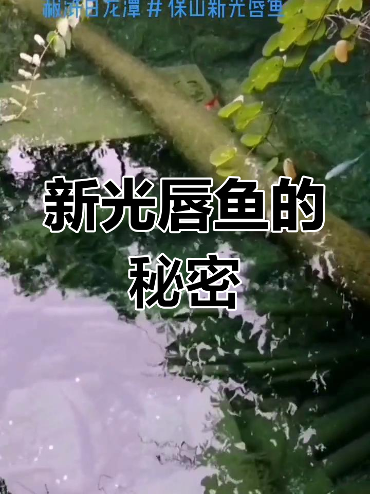 保山新光唇鱼,怒江独特珍稀鱼类