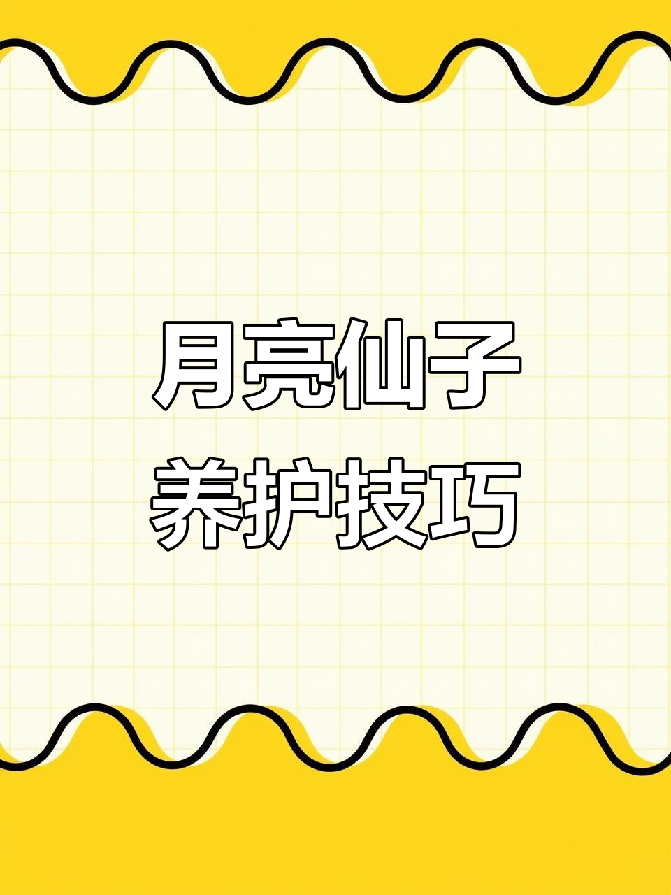 月亮仙子多肉养护全攻略:从莲花叶片到暗纹变化