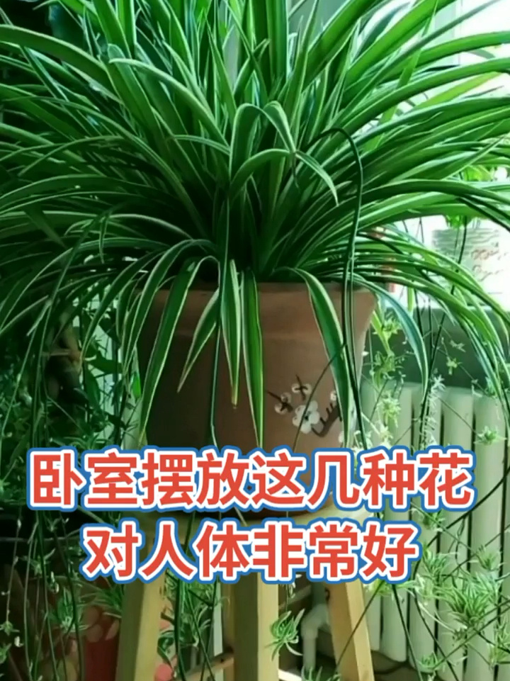 如果你想在卧室摆花就养这几种