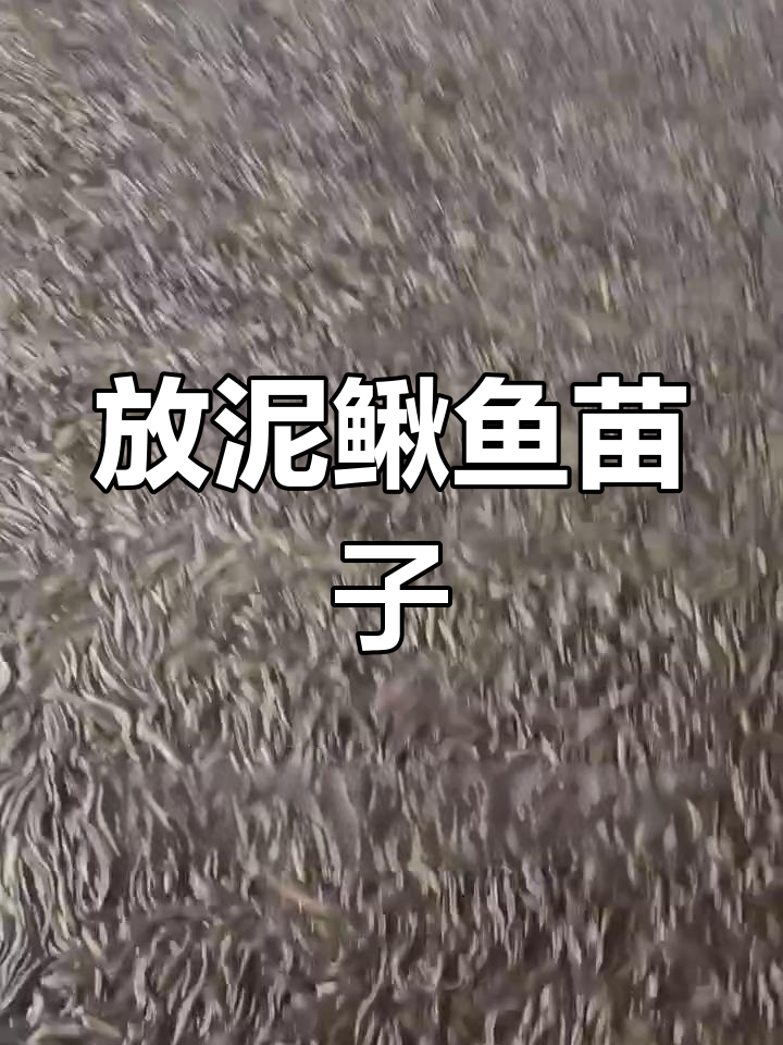 泥鳅鱼苗放养季节来临,联系我提前准备!