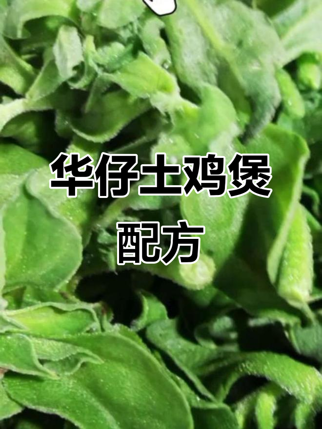 华仔土鸡煲制作秘籍,教你如何做出正宗美味