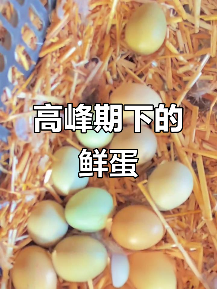 母野鸡高峰期下蛋,受精率高,新鲜鸡蛋每日捡