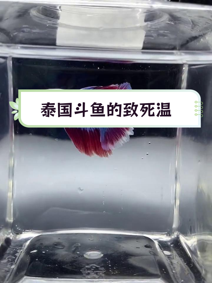 泰国斗鱼适宜生存温度与寿命