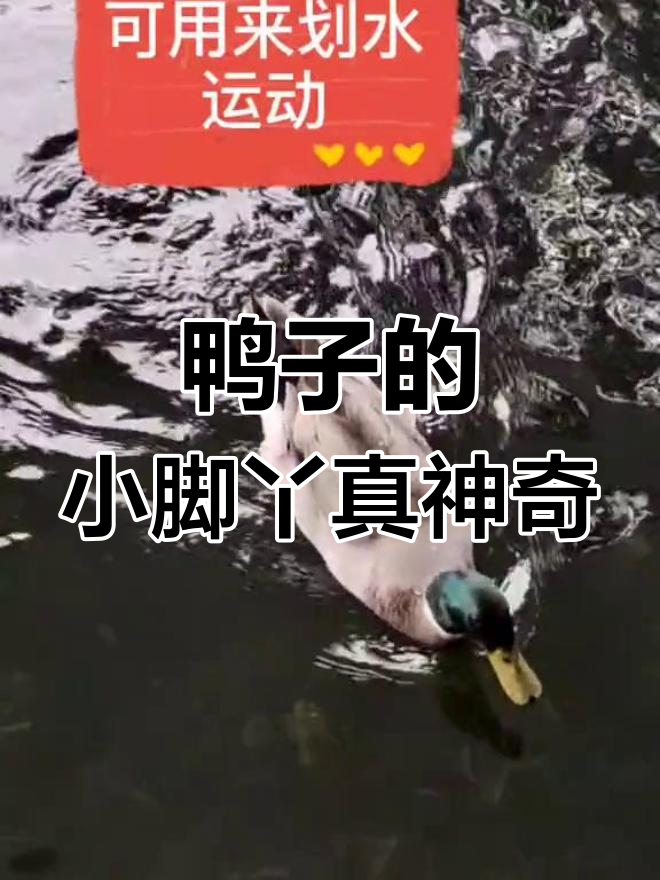 小鸭子的脚丫,划水超灵活!