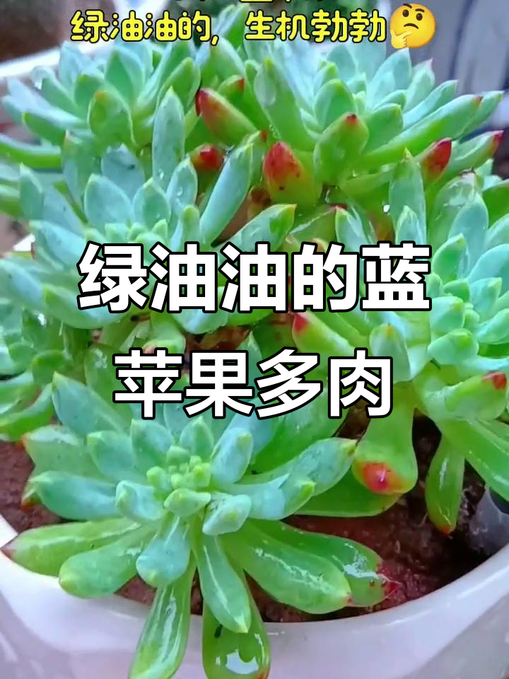 我的蓝苹果多肉,绿油油的生长记