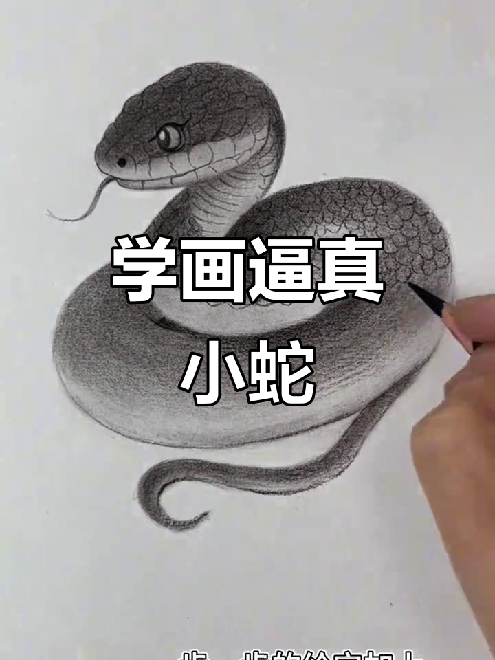 轻松画出栩栩如生的蛇,步骤详解!
