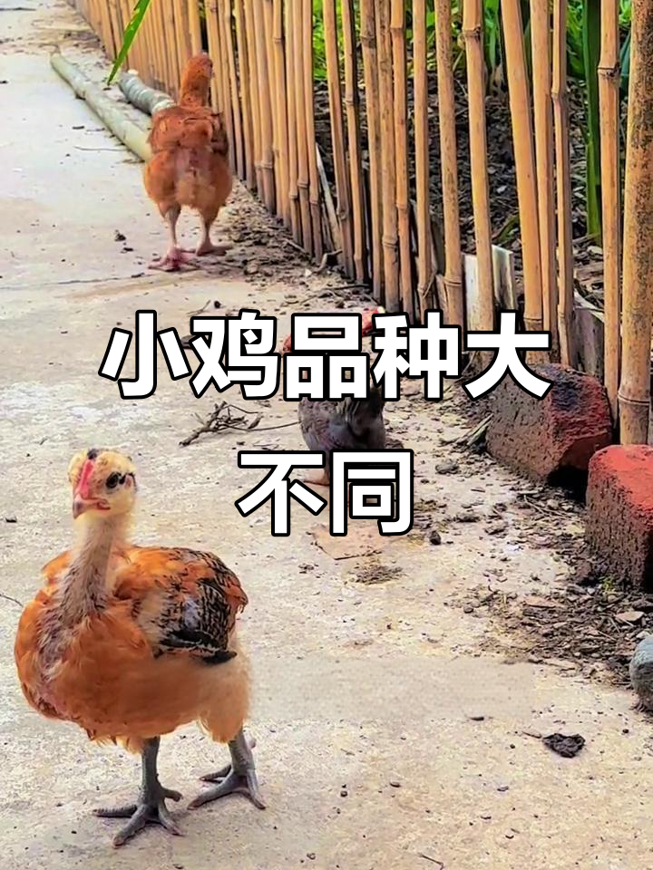 一天出壳的小鸡,品种差异竟然这么大!