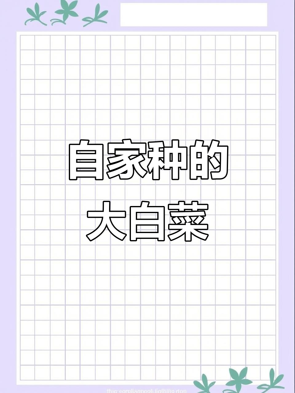 冬季大白菜丰收,农家传统种植的绿色收获
