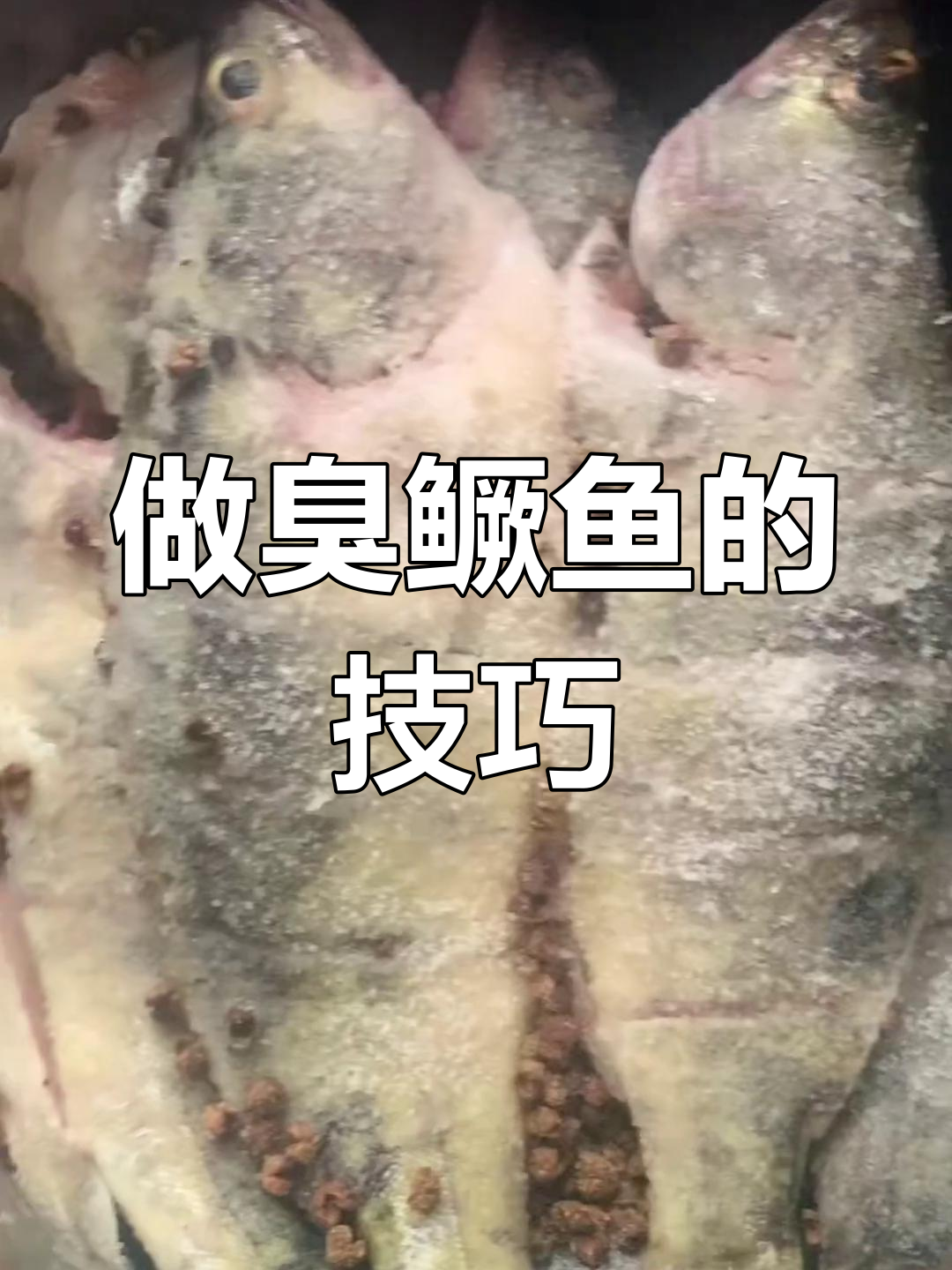 腌制臭桂鱼,五六两的鱼最合适