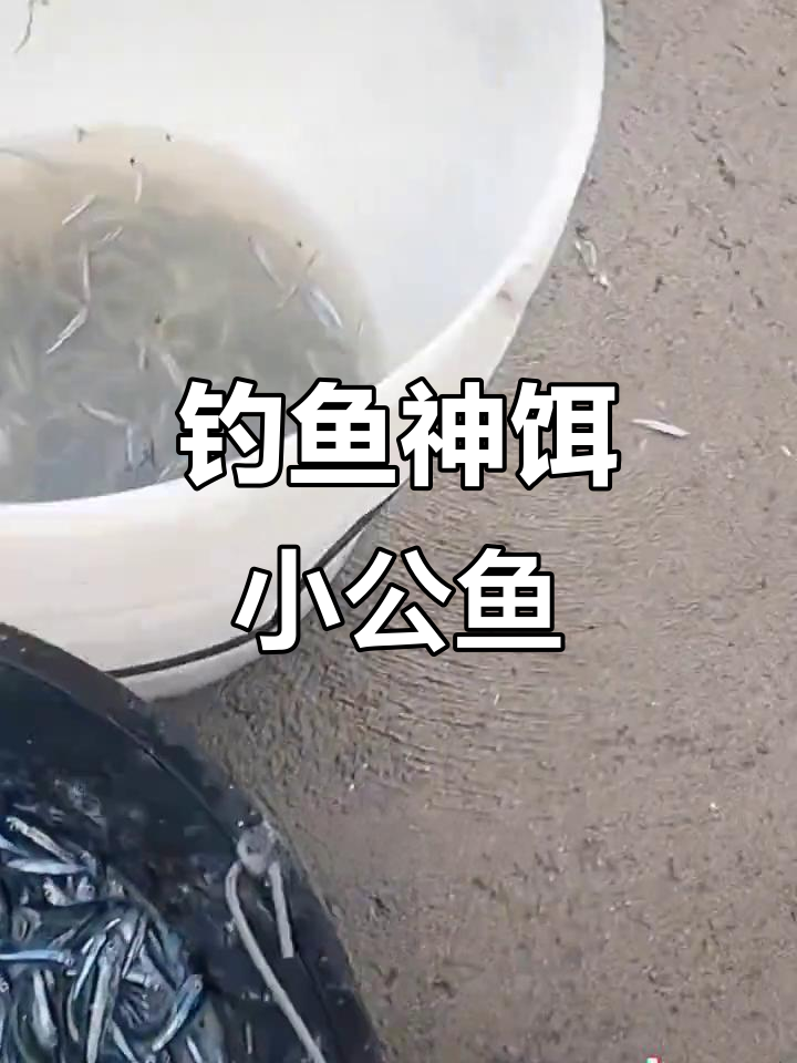 小公鱼引诱海钓猎手,轻松捕获大丰收