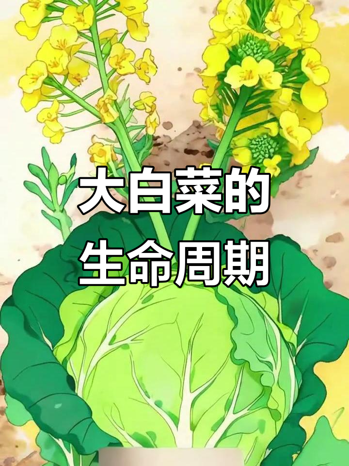 大白菜的一生：从种子到餐桌的成长之旅