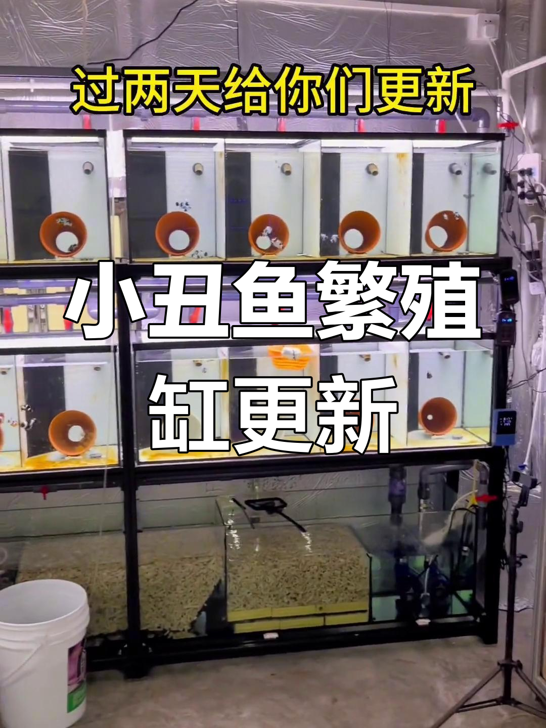 新款小丑鱼繁殖缸展示