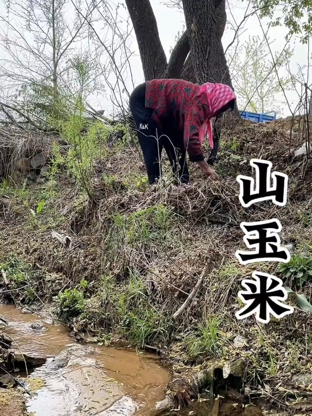 第一次吃山苞米～你们吃也苦吗?