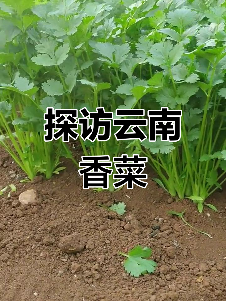 云南香菜大揭秘,口感超乎想象!