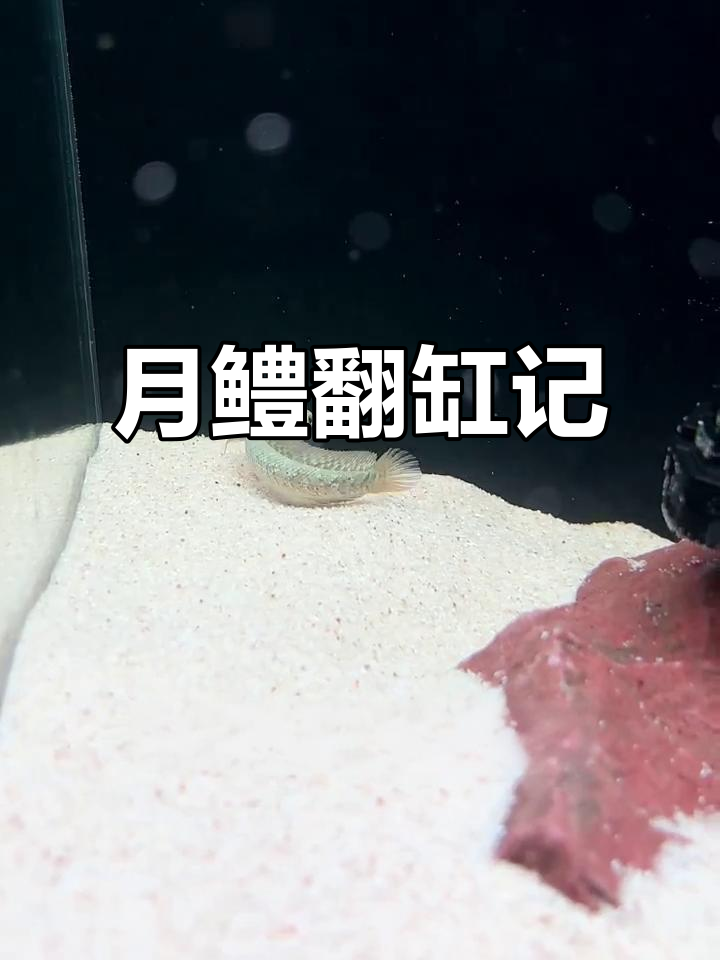 台湾月鳢新家大改造,伊罕精巧桶清洗重生