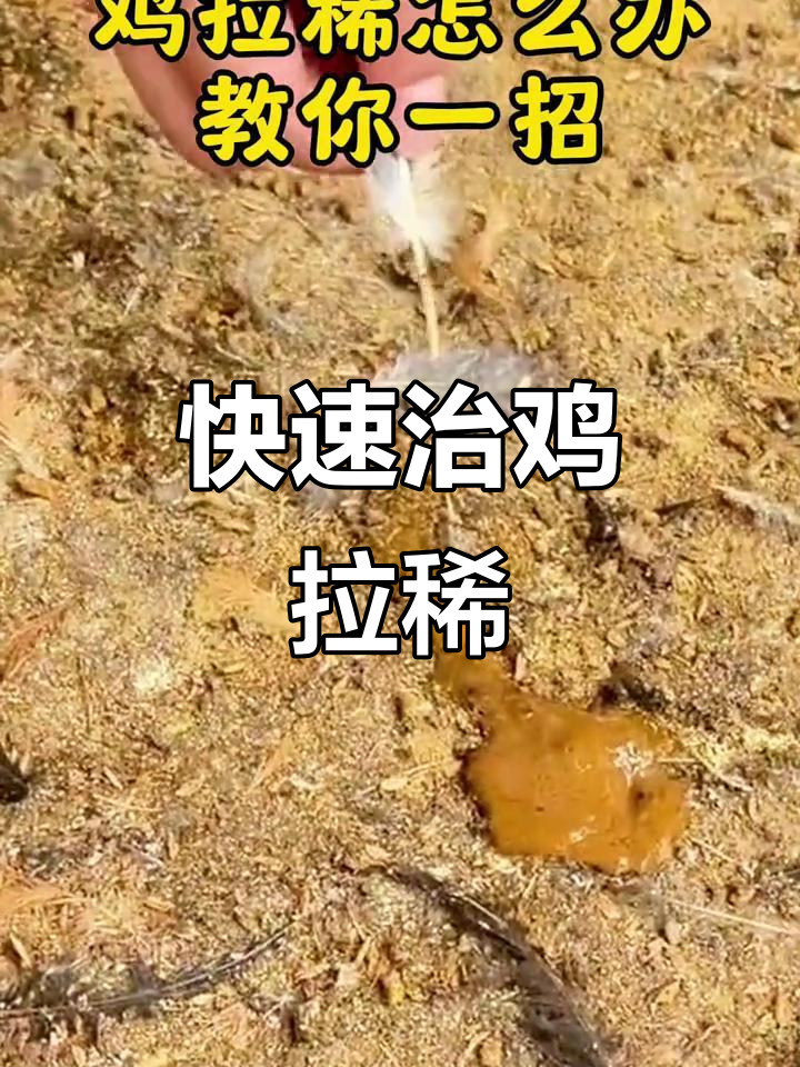 鸡拉稀怎么办？一招恢复粪便正常