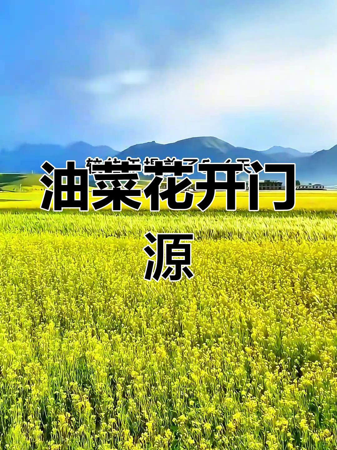 7月5日门源油菜花盛开,百里金黄最佳观赏