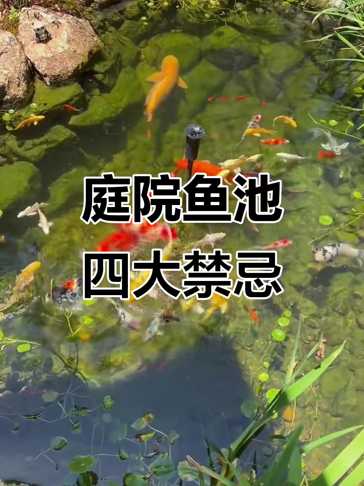 庭院鱼池设计四大禁忌，风水与安全全考虑