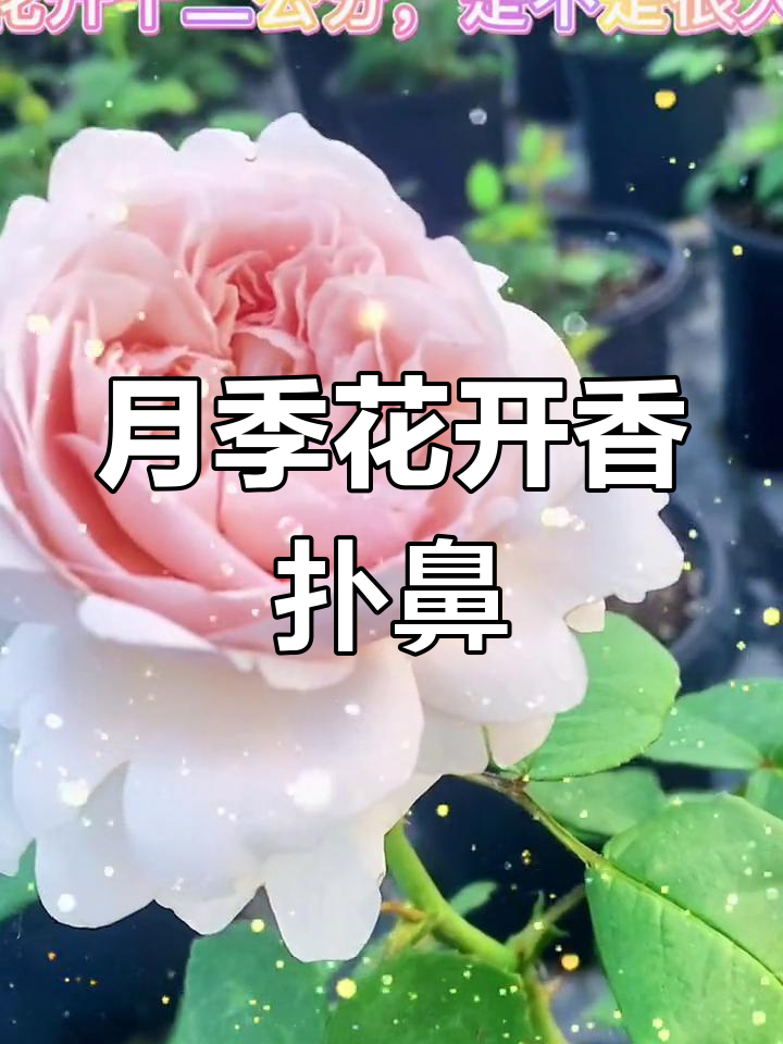 香气四溢的月季花,锯齿边碗状花朵惊艳登场