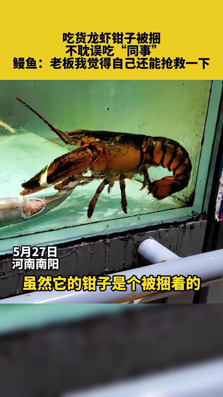 吃货龙虾钳子被捆,不耽误吃“同事”,鳗鱼:老板我觉得自己还能抢救一下 意不意外 龙虾 河南