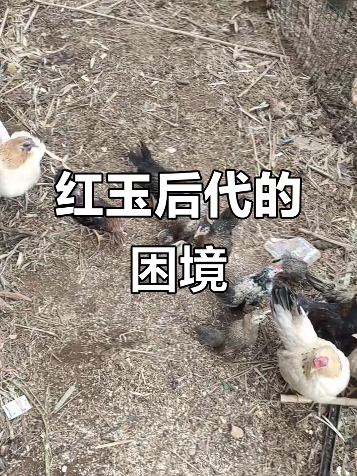 三窝红玉后代,三只母鸡发育迟缓,可能是圈养影响