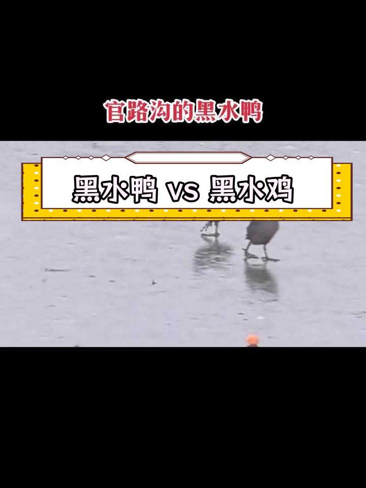 东阿官路沟的黑水鸭与黑水鸡的区别