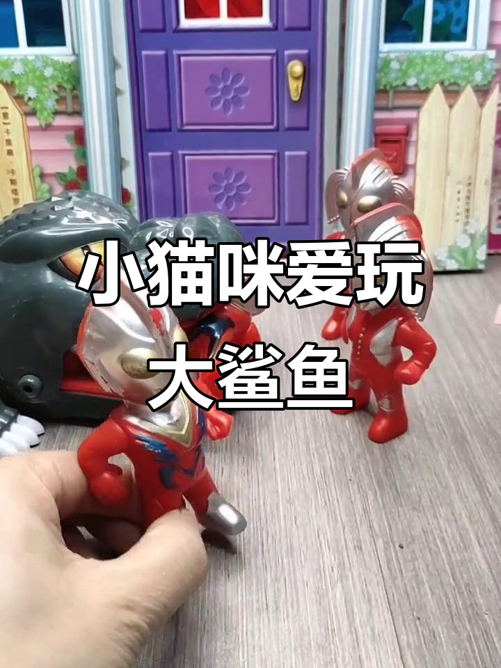 小猫咪与大鲨鱼的“玩具”争夺战,脚丫子味儿太臭了!