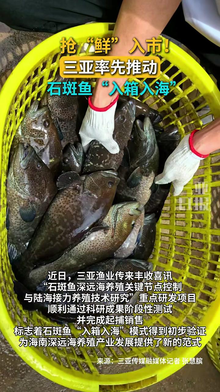 抢“鲜”入市!三亚率先推动石斑鱼“入箱入海”!