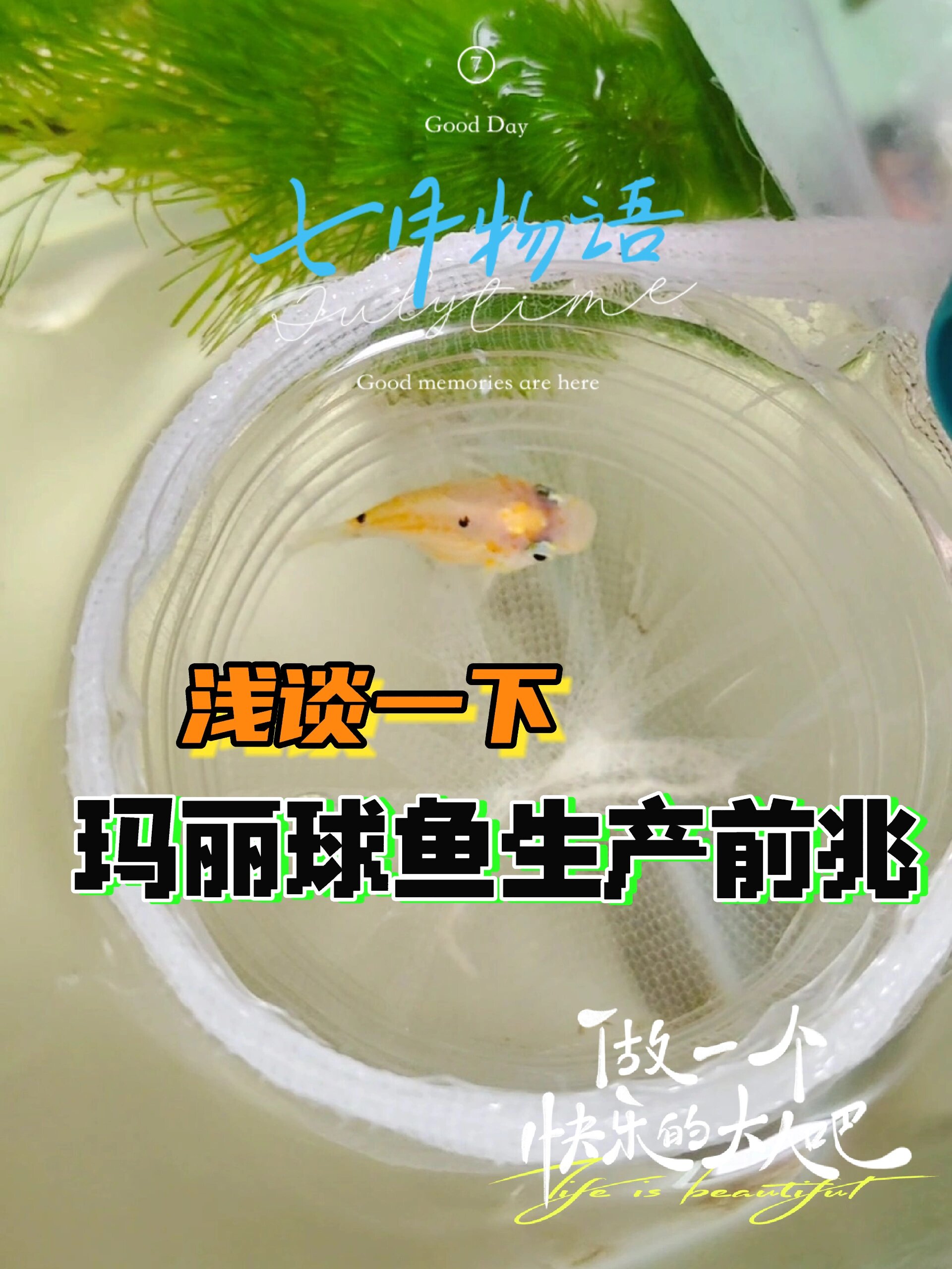 玛丽球鱼生产前兆