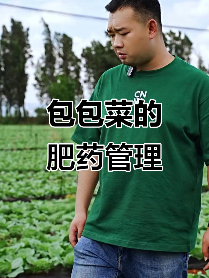 包包菜如何正确施肥打药,避免病虫害?