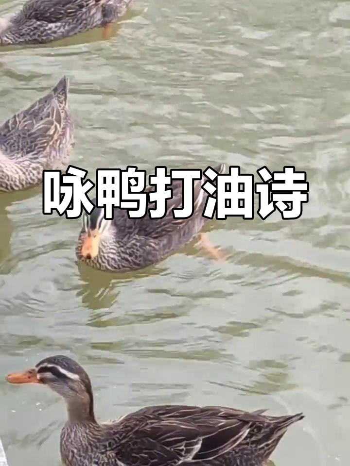 鸭子也能咏,嘎嘎笑声真可爱