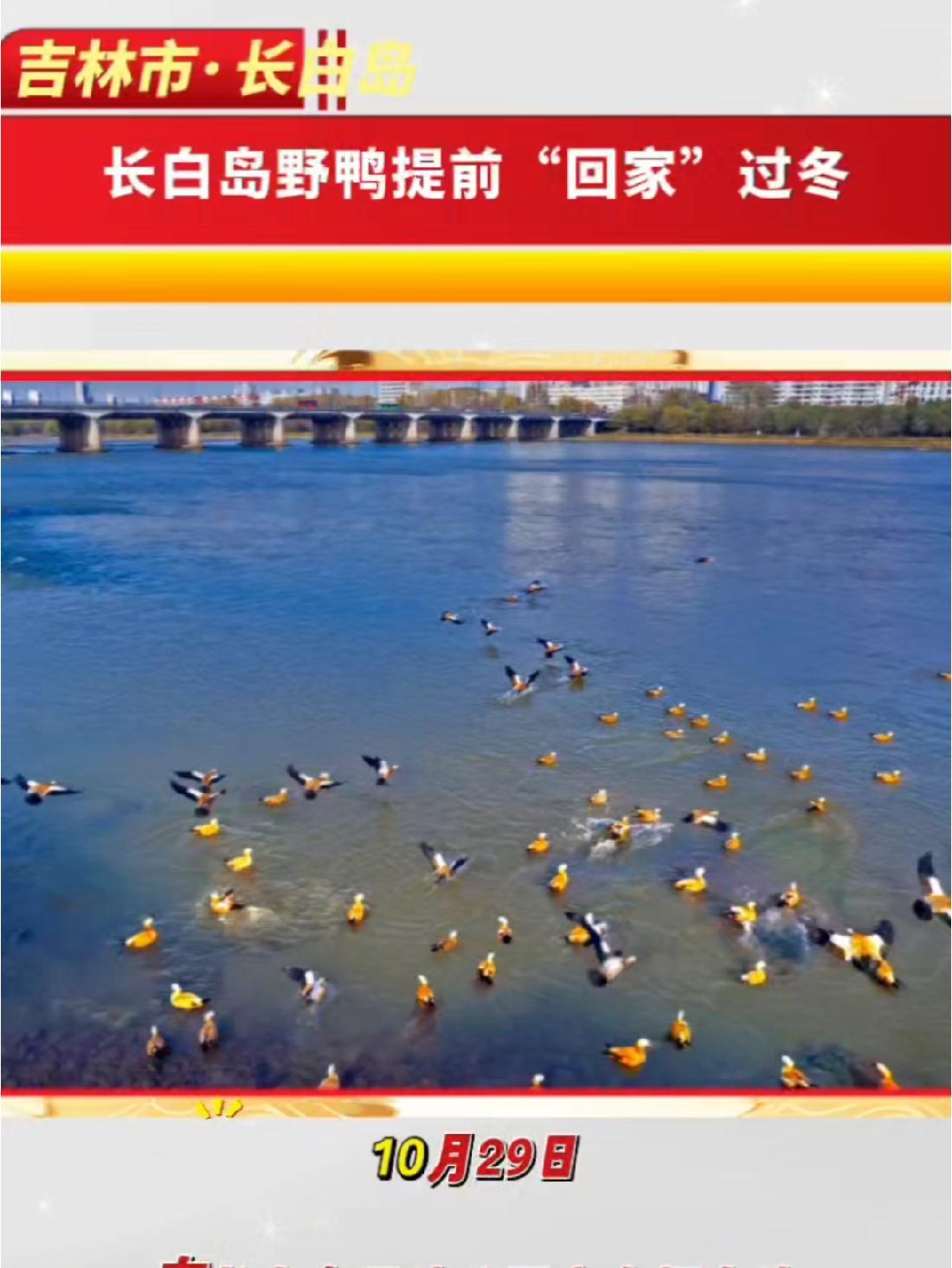 吉林市 长白岛 在吉林市,长白岛的野鸭们提前“回家”过冬啦!2024 年的这个季节,仿佛被