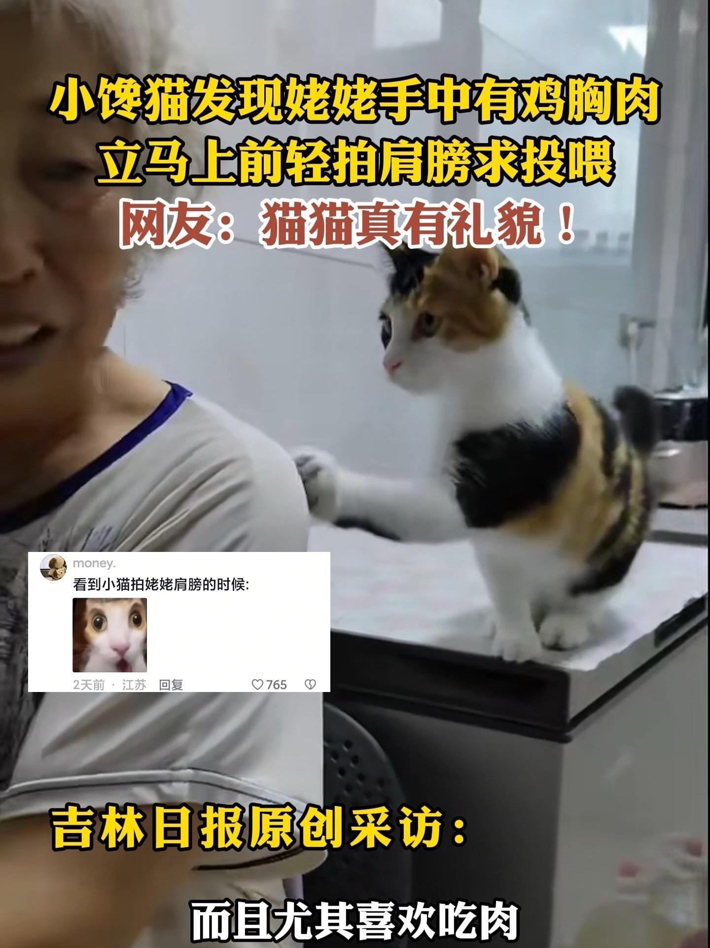 8月1日,吉林。小馋猫发现姥姥手中有鸡胸肉,立马上前轻拍肩膀求投喂。网友:猫猫好有礼貌!小