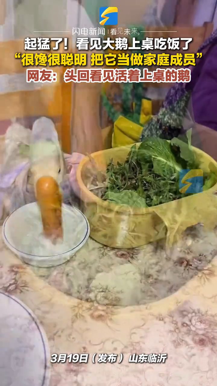 一岁母鹅大丽每天和主人们一起吃饭,引网友围观