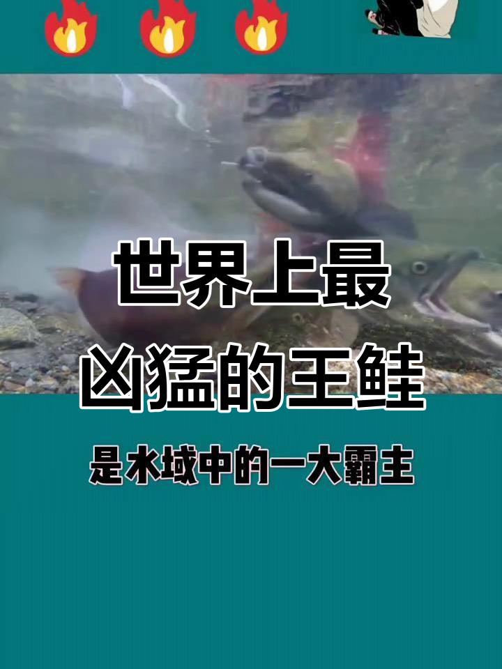大马哈鱼:淡水中的霸王,力量惊人