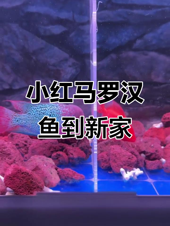 小红马罗汉鱼到家,状态超好!新手必看技巧