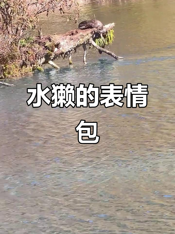 五花海水面下,水獭划水的表情包让你忍不住笑出声!