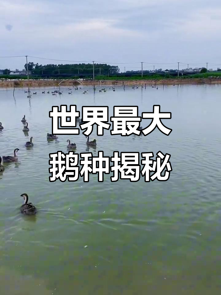 见过这么大的鹅吗？黑脚狮头鹅比狗还大，看家护院都能省了