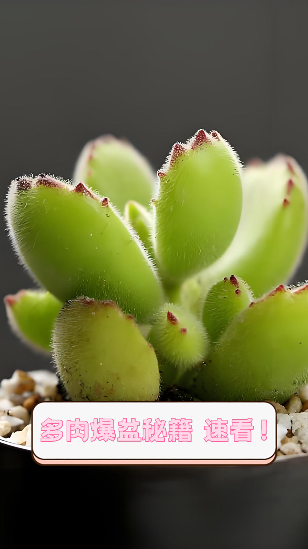 多肉爆盆秘籍,速看!