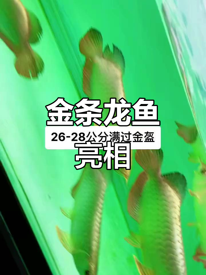 精美龙鱼展示,金盔闪耀,超震撼!