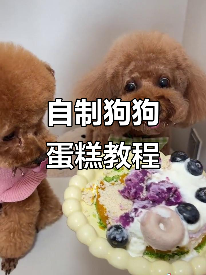 狗狗生日蛋糕DIY,简单又健康!
